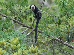 Callithrix geoffroyi