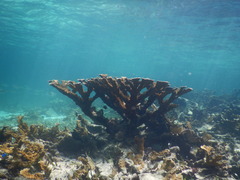 Acropora palmata