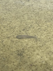 Sciaenops ocellatus