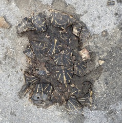 Terrapene carolina bauri