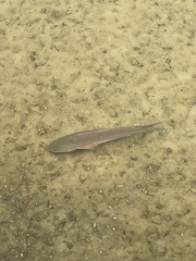 Sciaenops ocellatus