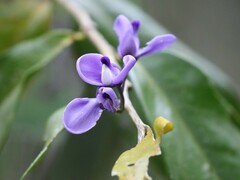 Acanthocladus pulcherrimus