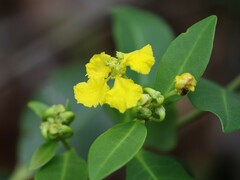 Stigmaphyllon paralias