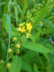 Agrimonia gryposepala