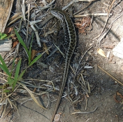 Liolaemus chiliensis