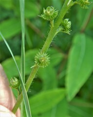 Agrimonia gryposepala