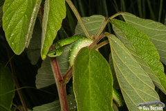 Philothamnus hoplogaster