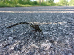 Gomphaeschna furcillata