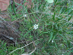 Asparagus falcatus