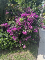 Bougainvillea