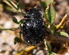 Gyriosomus maculatus