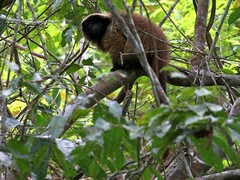 Callicebus personatus