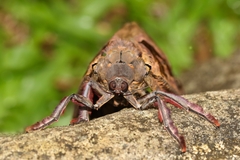Phassus triangularis