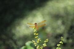 Perithemis icteroptera