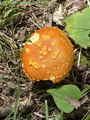 Amanita flavoconia
