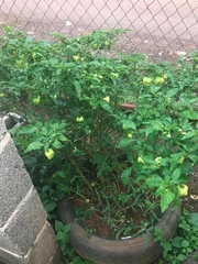 Capsicum frutescens