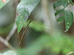 Paraphasma sooretama