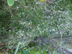 Asparagus falcatus