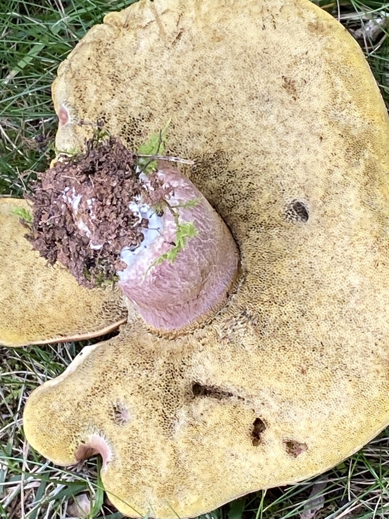 lilac bolete from Haywood County, NC, USA on October 3, 2022 at 11:51 ...