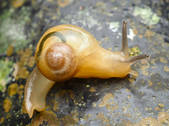 Helicarion perfragilis
