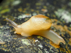 Helicarion perfragilis