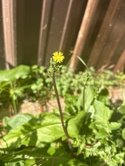 Youngia