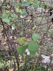 Symphoricarpos