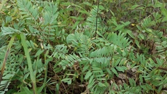 Tephrosia virginiana