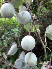 Passiflora sidifolia