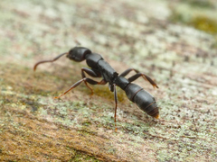 Platythyrea parallela