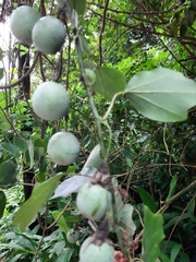 Passiflora sidifolia