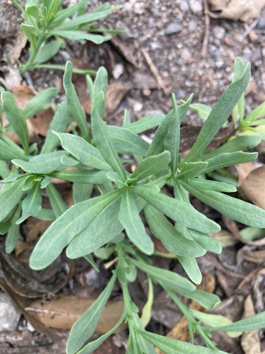 iNaturalist observation photo of alkali heliotrope