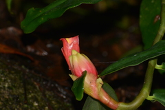 Costus spiralis