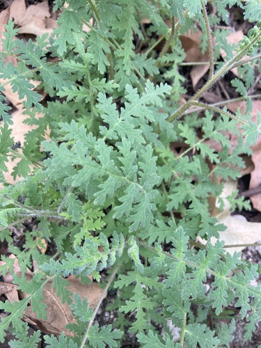 iNaturalist observation photo of baby blue eyes, Phacelias, and waterleaves