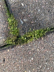 Rhynchostegium confertum