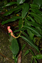 Costus spiralis