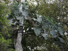 Thaumatophyllum undulatum