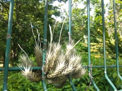 Tillandsia tricholepis