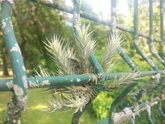 Tillandsia tricholepis