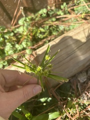 Cyperus croceus
