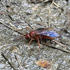 Tachypompilus