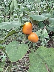 Leptostemonum