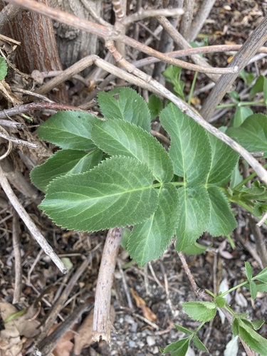 iNaturalist observation photo of blue elder