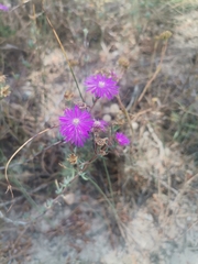 Lampranthus emarginatus