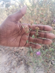 Lampranthus emarginatus