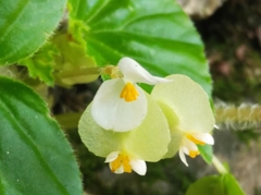 Begonia hirtella