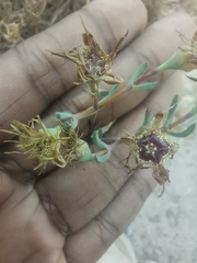 Lampranthus emarginatus