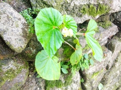 Begonia hirtella