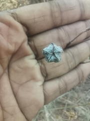 Lampranthus emarginatus