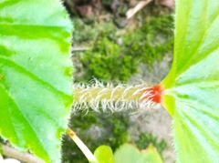 Begonia hirtella
